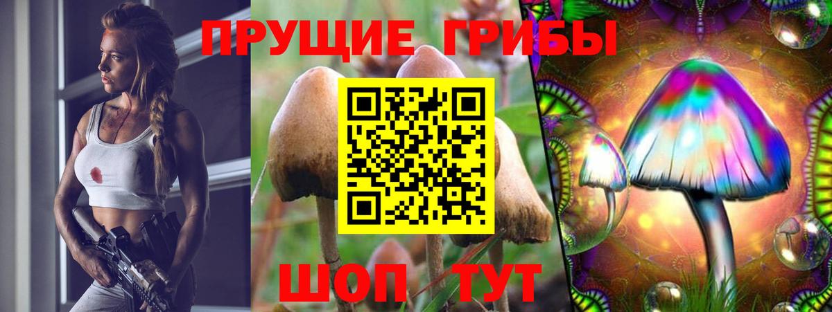 Галлюциногенные грибы Psilocybine cubensis Мценск